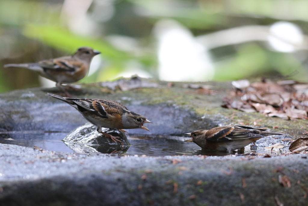 161130-41まだやっているの（３／３）