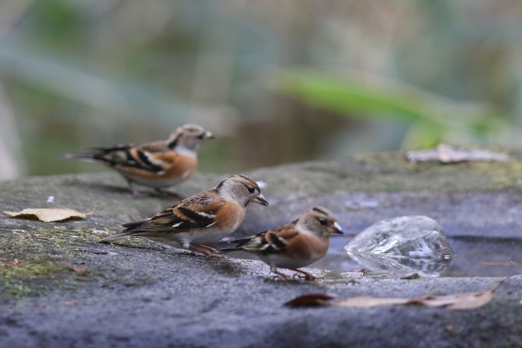 161204-15アトリ３兄弟