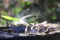 161209-5アトリの水浴び