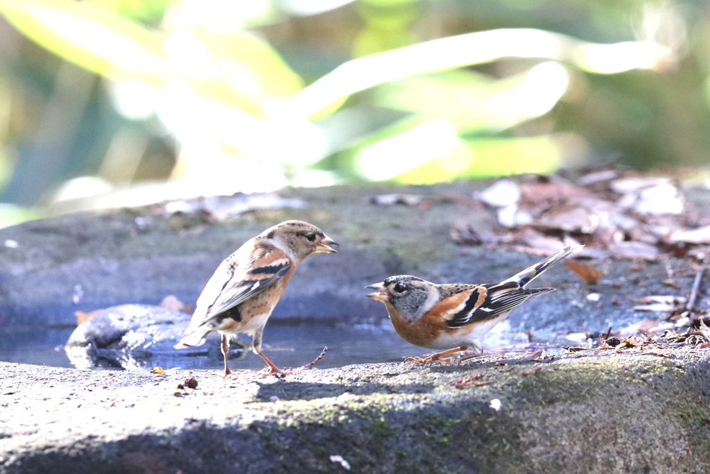 161208-９アトリの喧嘩（１／３）