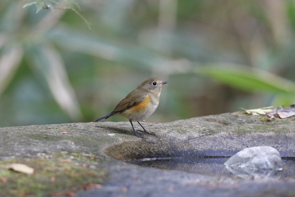 161130-4ルリビタキ♀