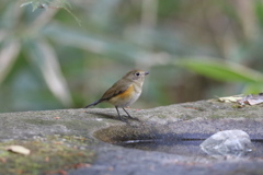 161130-4ルリビタキ♀