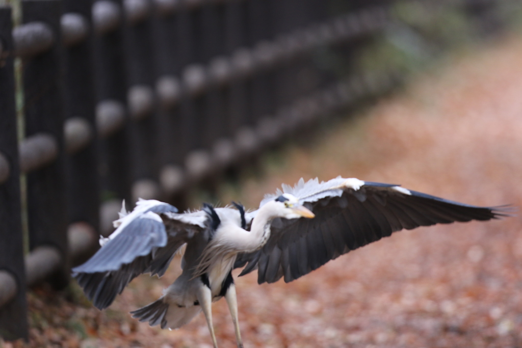161214-6柵から降りるアオサギ（５／５）