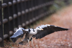 161214-6柵から降りるアオサギ（５／５）