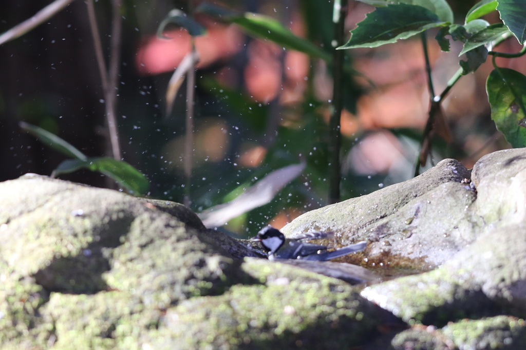 161212-4シジュウカラの水浴び
