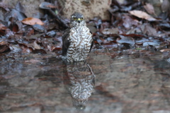 170104-11ツミ♀の水浴び
