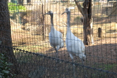 170122-4タンチョウの幼鳥