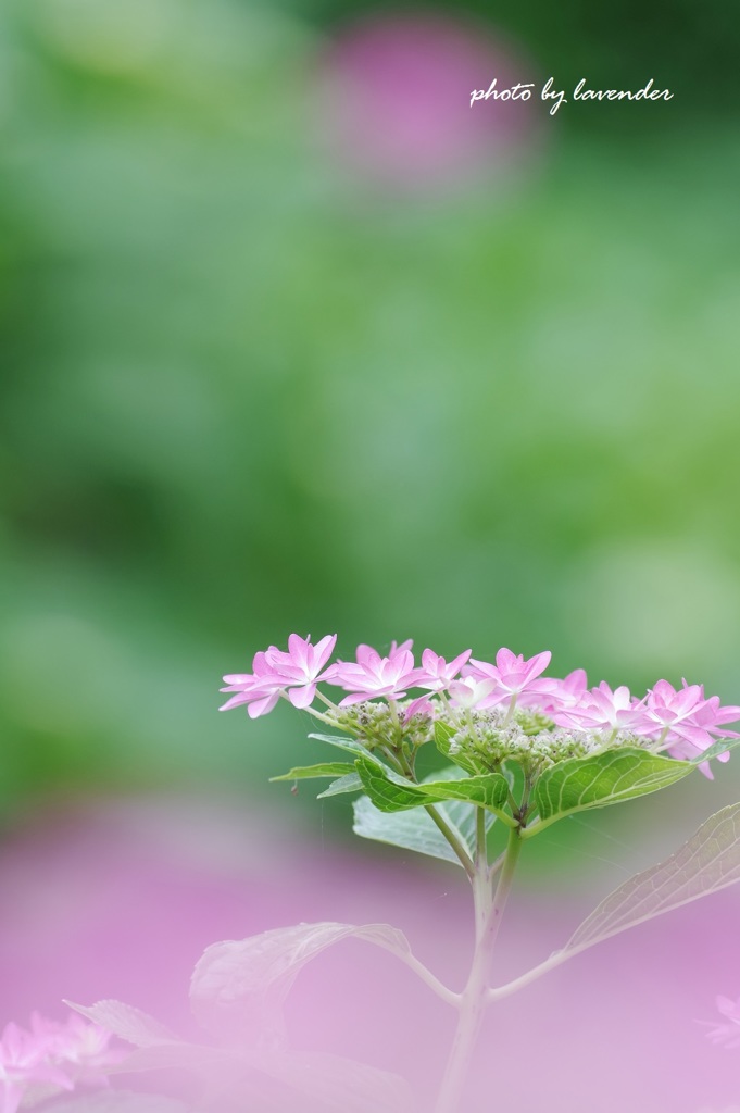 梅雨の晴れ間に＾＾