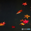 水面の秋