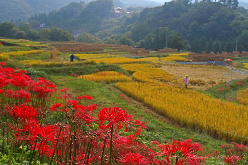 里山Ⅱ