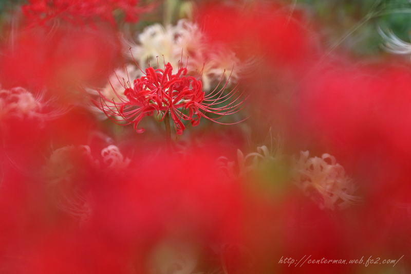 曼珠沙華Ⅲ