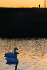 越辺川の白鳥Ⅱ