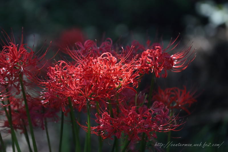 曼珠沙華