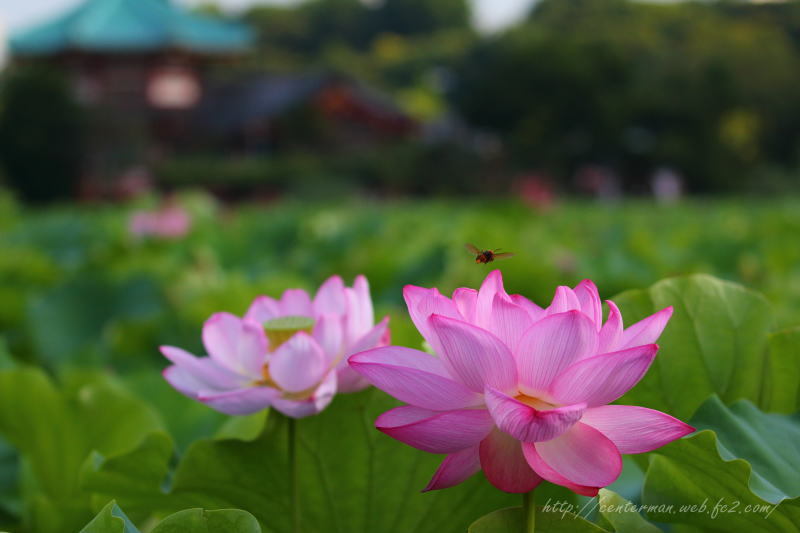 清らかな心