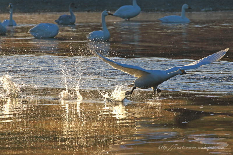 水飛沫をあげて