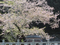 桜散る