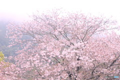 霧中