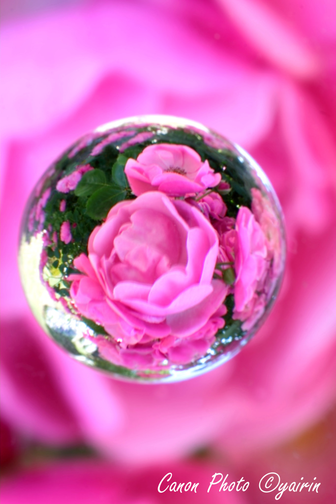 薔薇の木の下で