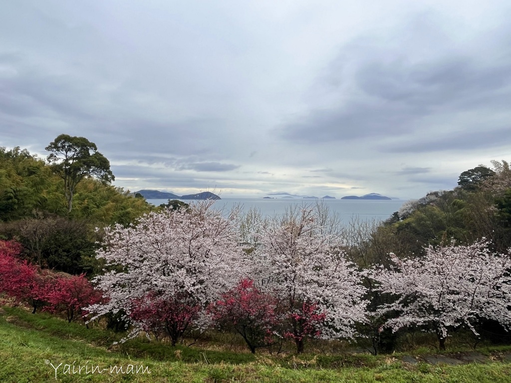 どこでも桜