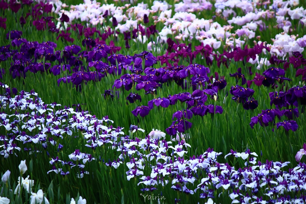 花菖蒲園