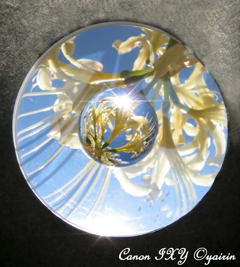 彼岸花