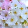 桜の花束