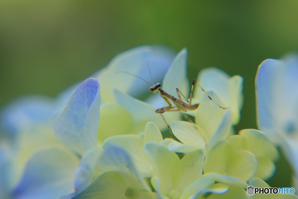 ちびカマキリ