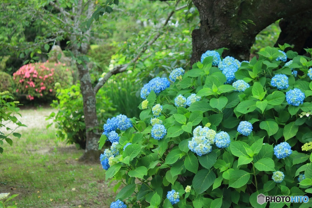 空色紫陽花