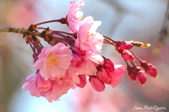 春の光