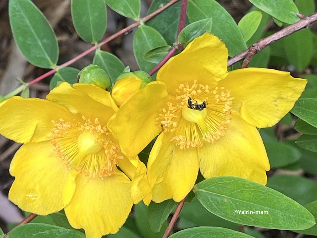 ラッキーカラー