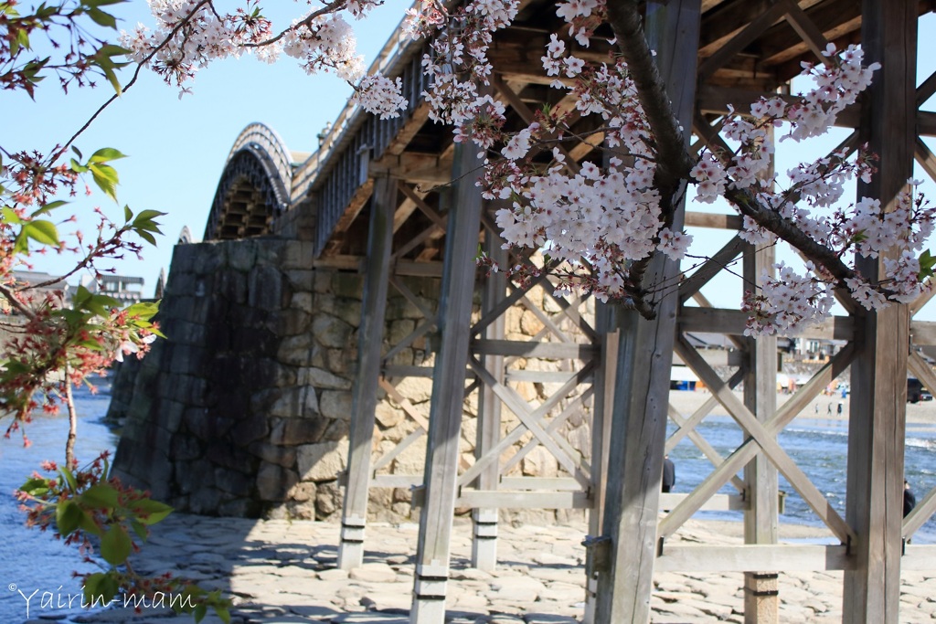 残り桜