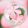 夏桜
