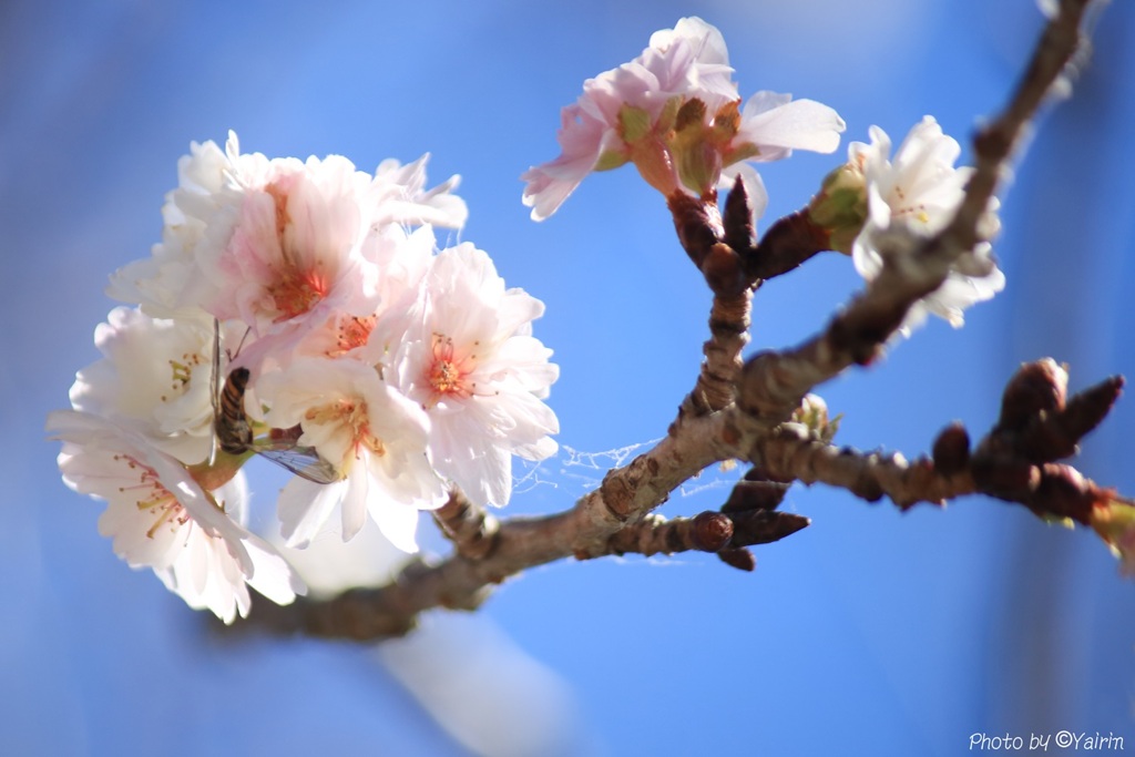 冬桜