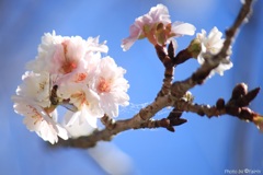 冬桜