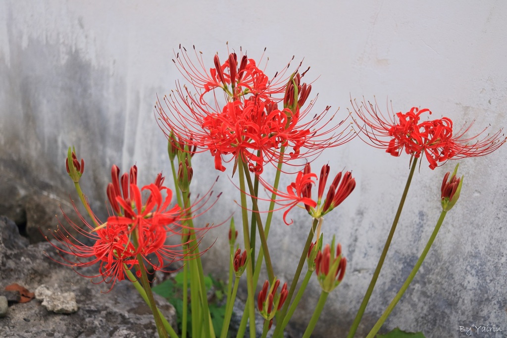 紅く