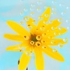 花心