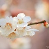春を呼ぶ