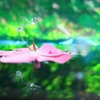 森林浴
