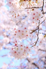 桜便り