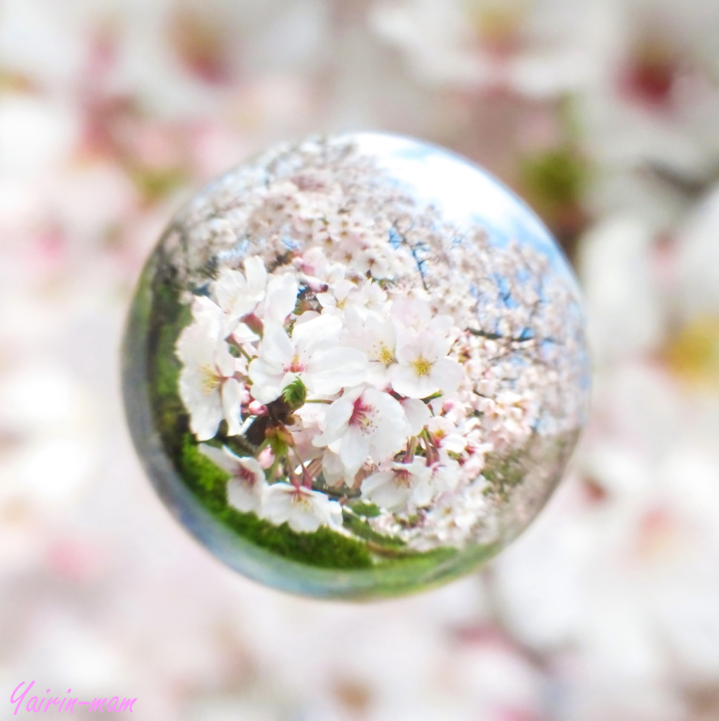 桜玉