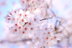 春爛漫