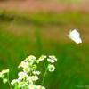 花から花へ