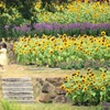 真夏の天使
