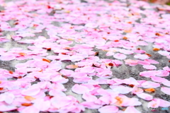 桜散る