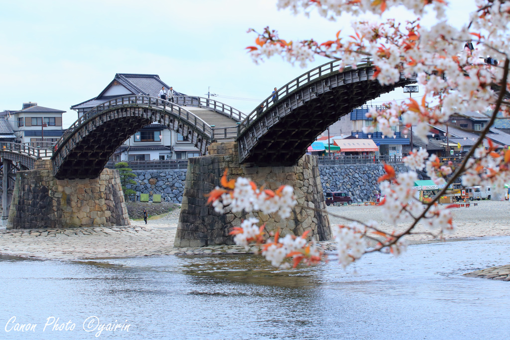 桜散る