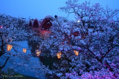 桜の誘惑