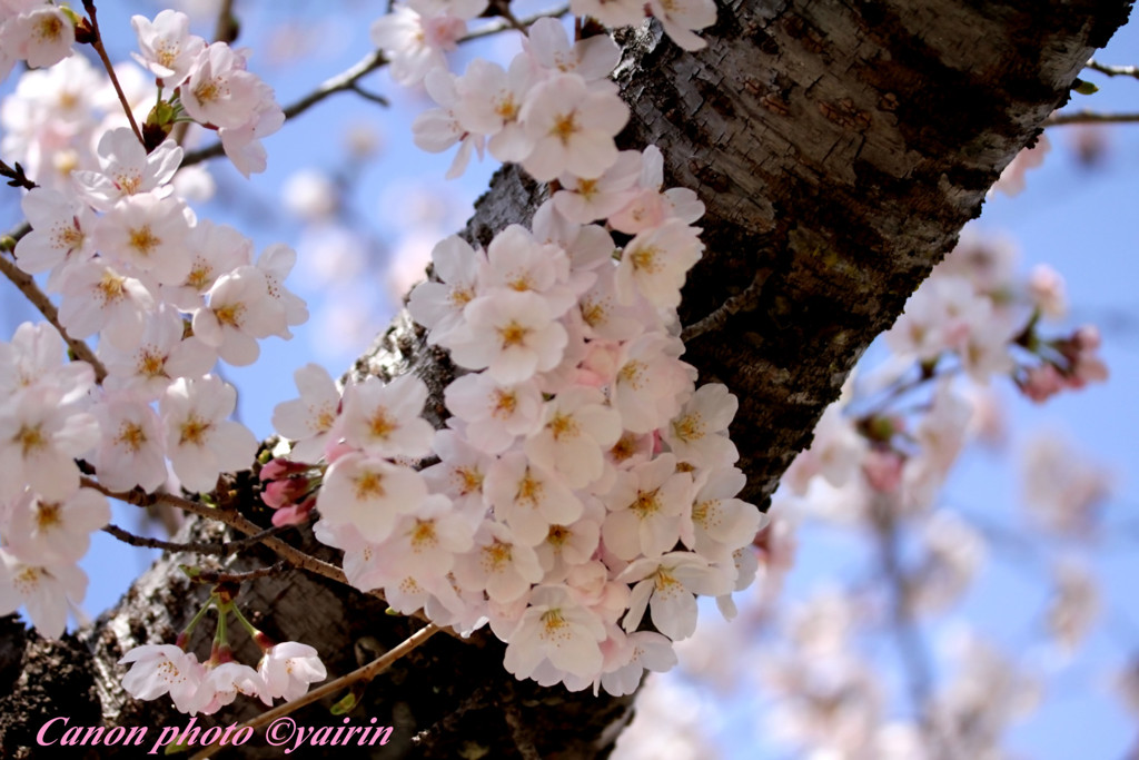 桜咲く