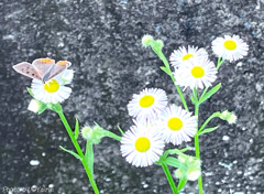 花から花へ