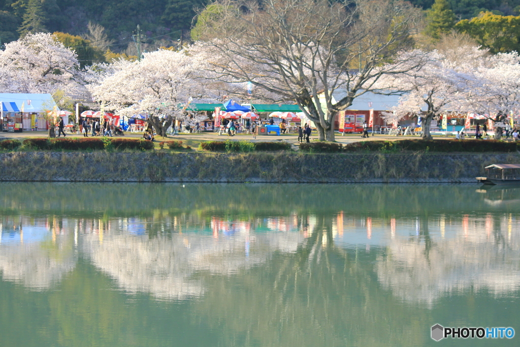 桜咲く