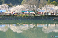 桜咲く